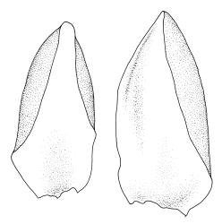 Pleurophascum ovalifolium, leaves. Drawn from M.J.A. Simpson 8561, CHR 351331.
 Image: R.C. Wagstaff © Landcare Research 2015 